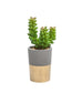 ORO GOLD BAND POTTED FAUX SUCCULENT