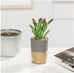 ORO GOLD BAND POTTED FAUX SUCCULENT