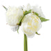 BLUSHING PEONIES - 5 BLOOM BOUQUET (CREAM)